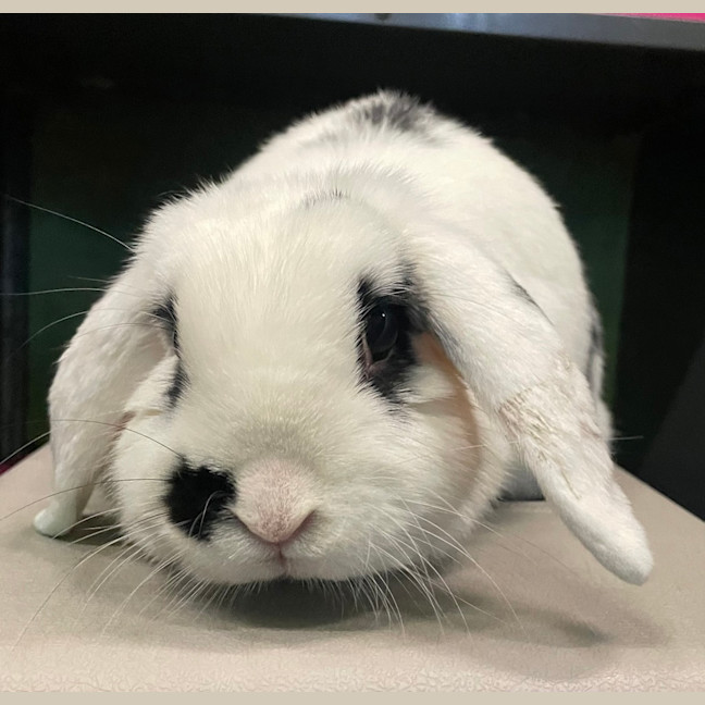 Photo of Domino (Bonded To Beethoven)