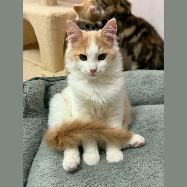 Photo of Muffin