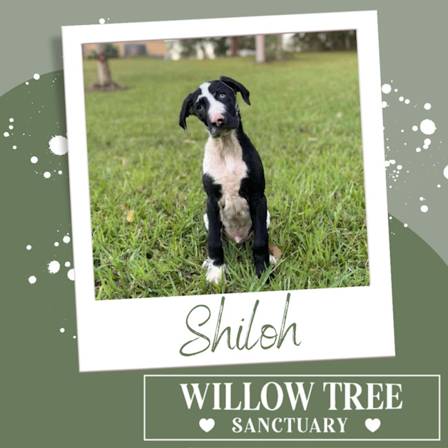 Photo of Shiloh