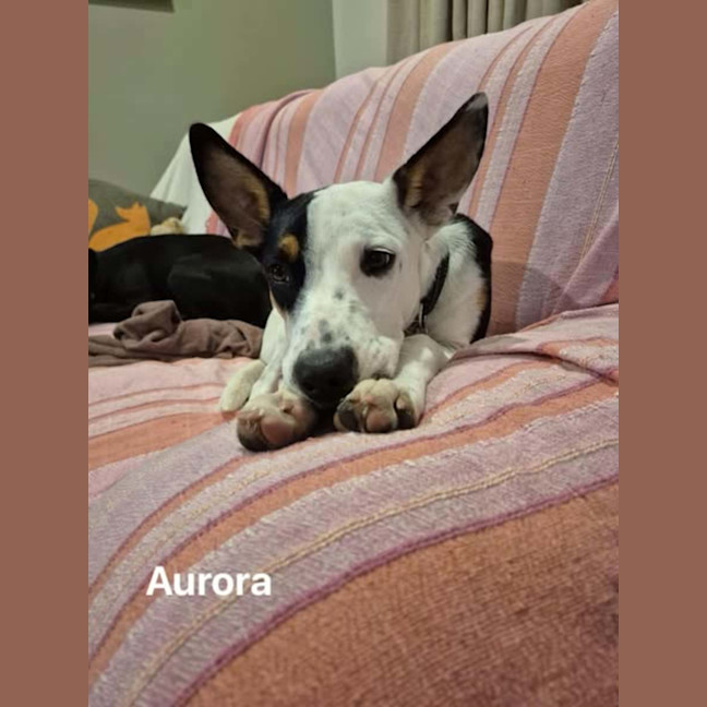Photo of Aurora 