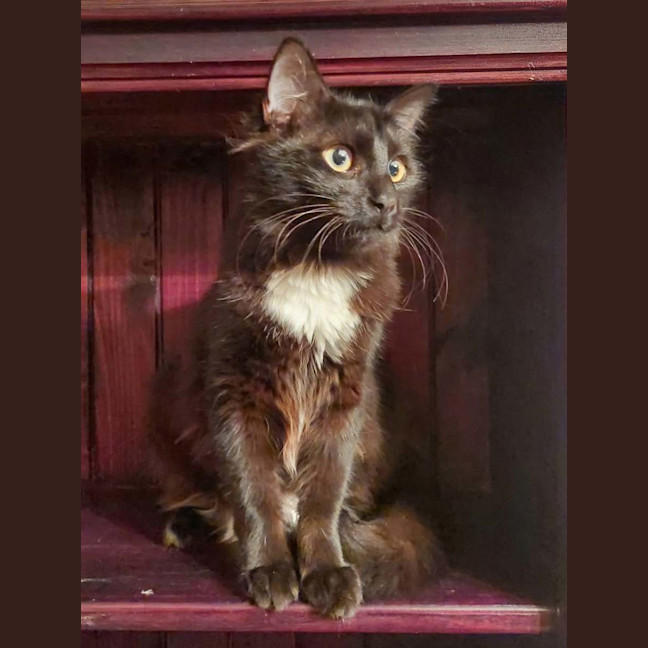 Photo of Kitty Purry