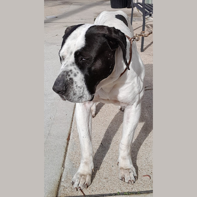 Photo of Xena