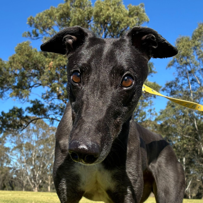 Photo of Holden The Greyhound
