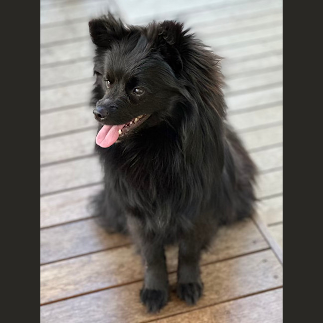 Photo of Flint 