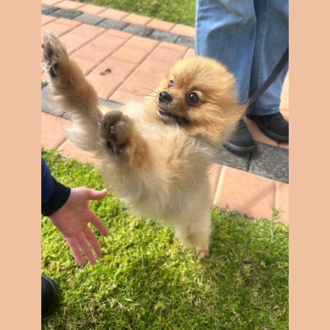 Photo of Joey