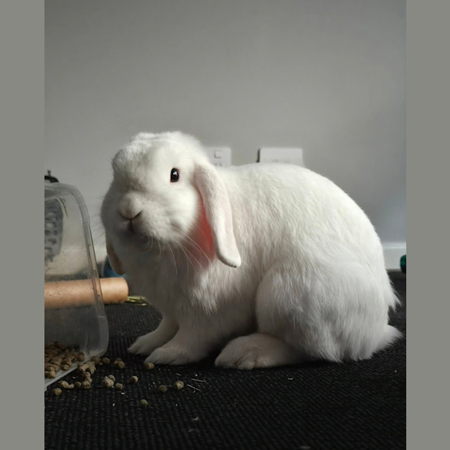 Photo of Loki