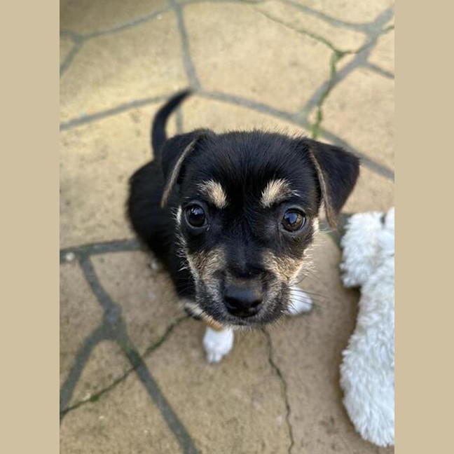 Photo of Joey