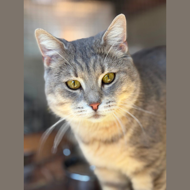 Photo of Dahlia