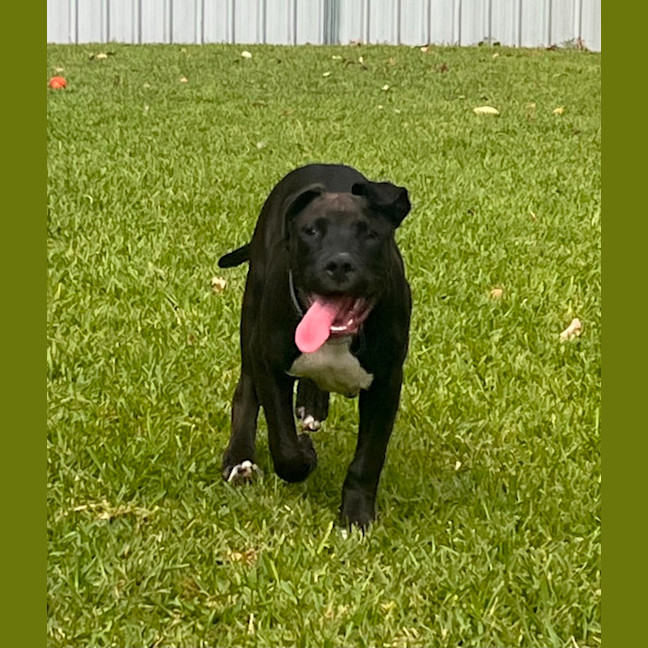 Photo of Junior   4 Month Old Staffy X