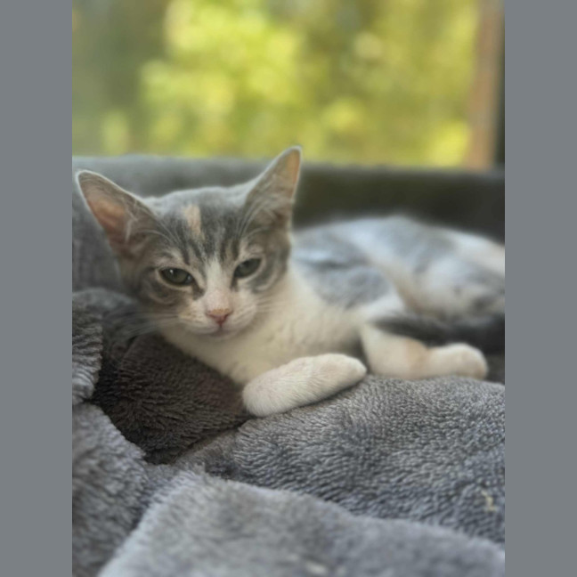 Photo of Pixie   In Foster Care In Cranbourne