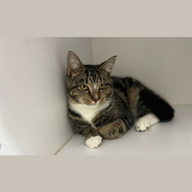 Photo of Custard