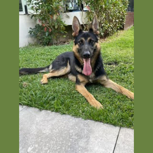 Photo of Yide   18 Month Old German Shepherd