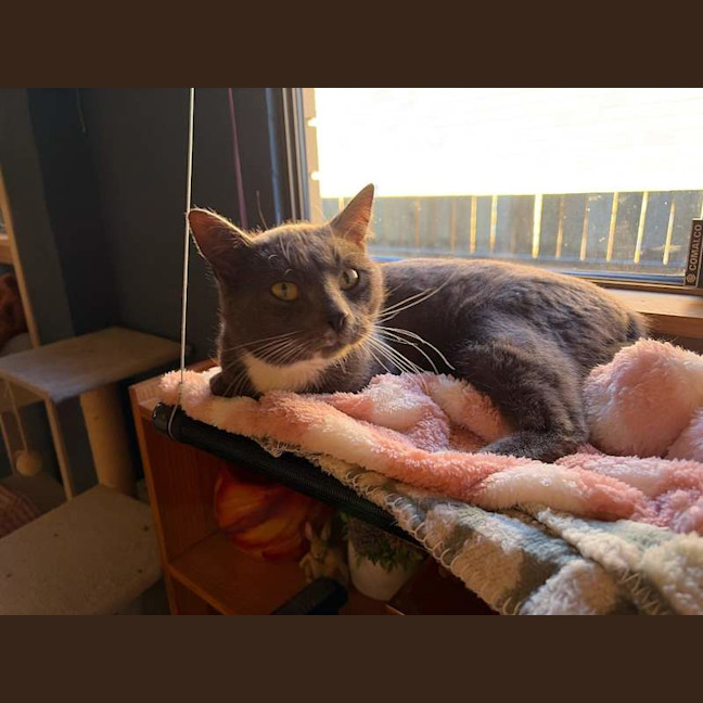 Photo of Smokey