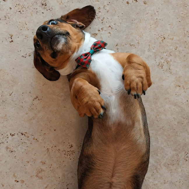 Photo of Buddy