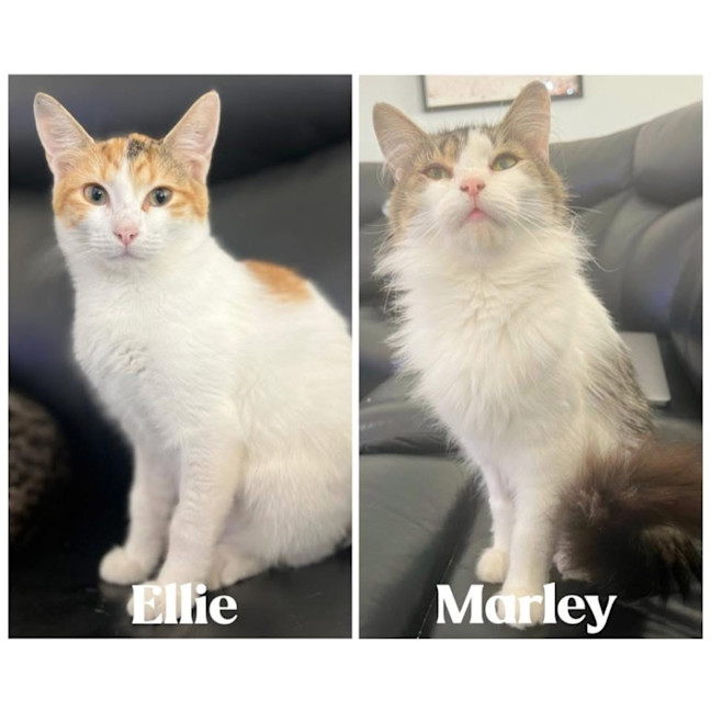 Photo of 12169/70   Marley & Ellie