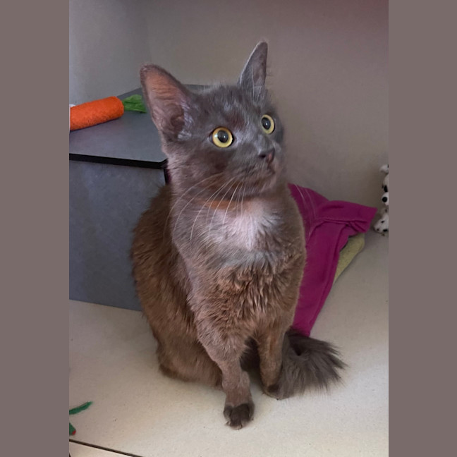Photo of Shadow