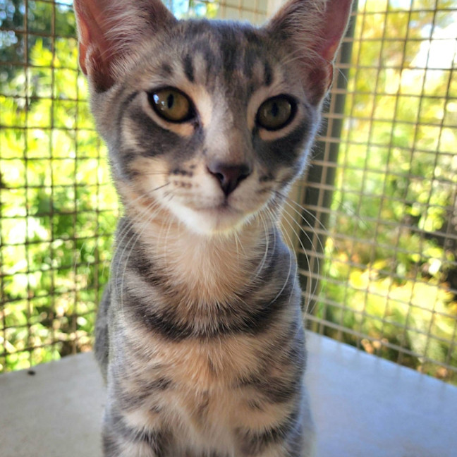 Photo of Blitzen
