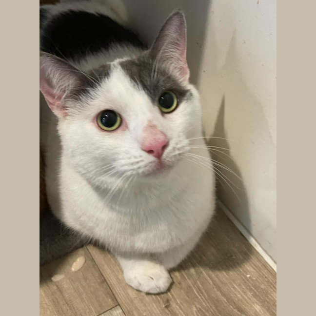 Photo of Chase**2nd Chance Cat Rescue**