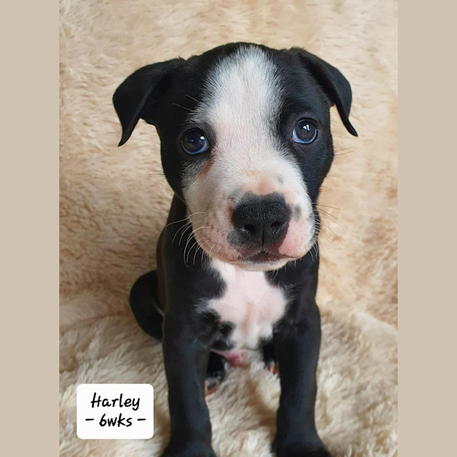 Photo of Harley