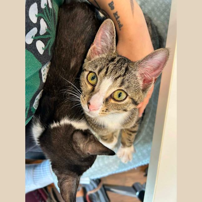 Photo of Donner *9 Lives Project Rescue*