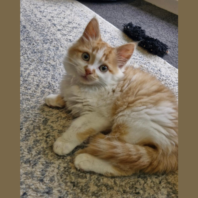 Photo of Oliver 😻🧵🧶