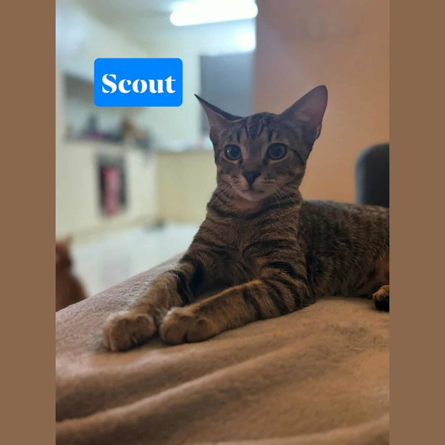 Photo of Scout