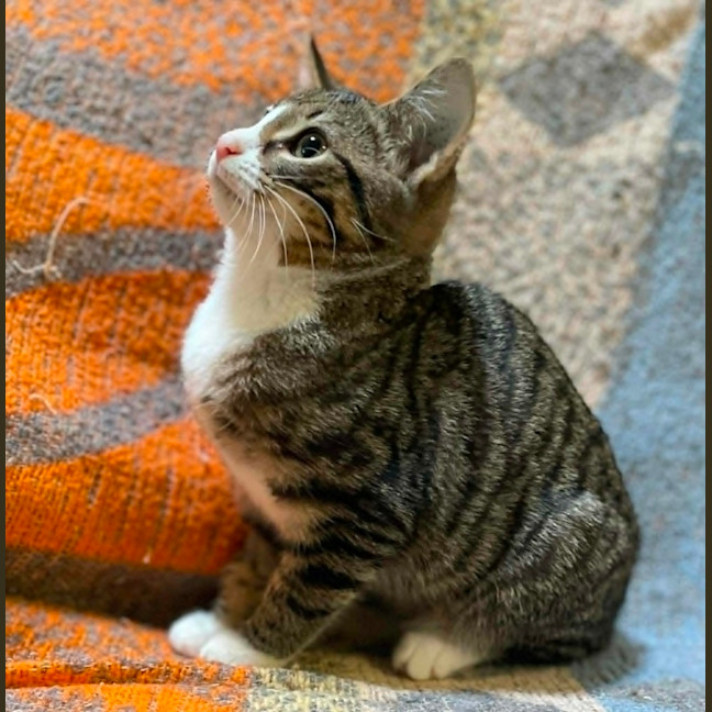 Photo of Antonella ** 2nd Chance Cat Rescue**