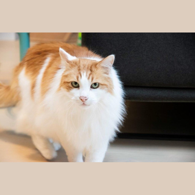 Photo of Gizmo Haliwell