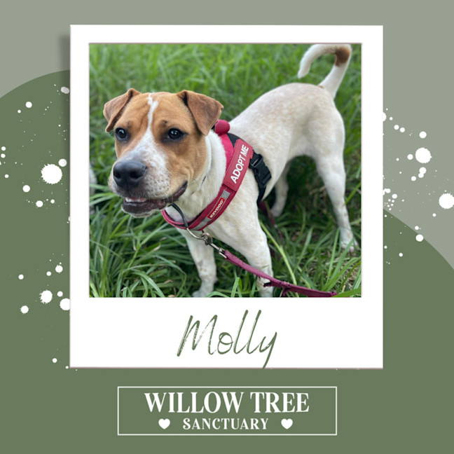 Photo of Molly