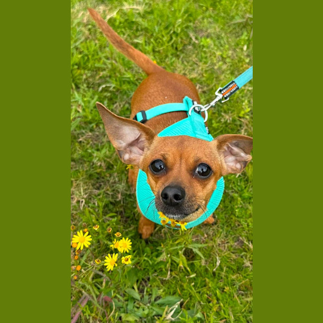 Photo of Pickle