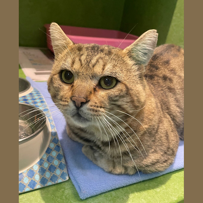 Photo of Heathcliff