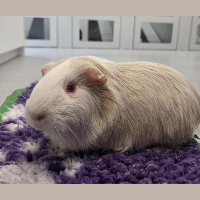 Photo of Honey (Bonded With Peaches)