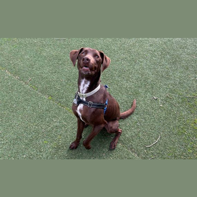Photo of Chipper