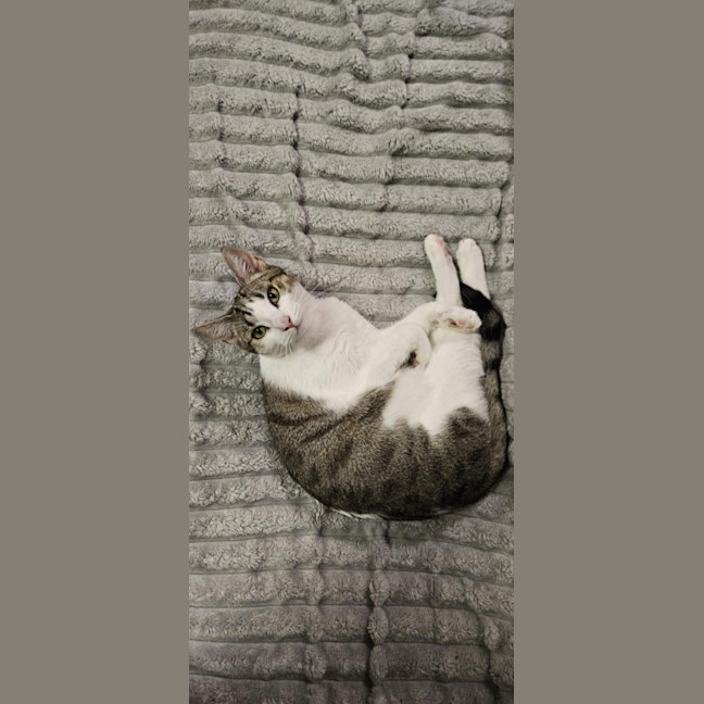 Photo of Dottie *9 Lives Project Rescue*