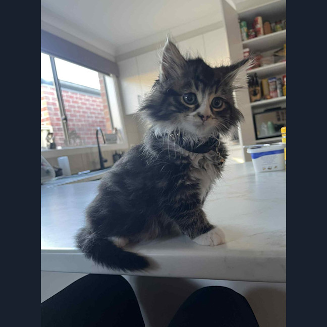 Photo of Rydor   Located In Pakenham