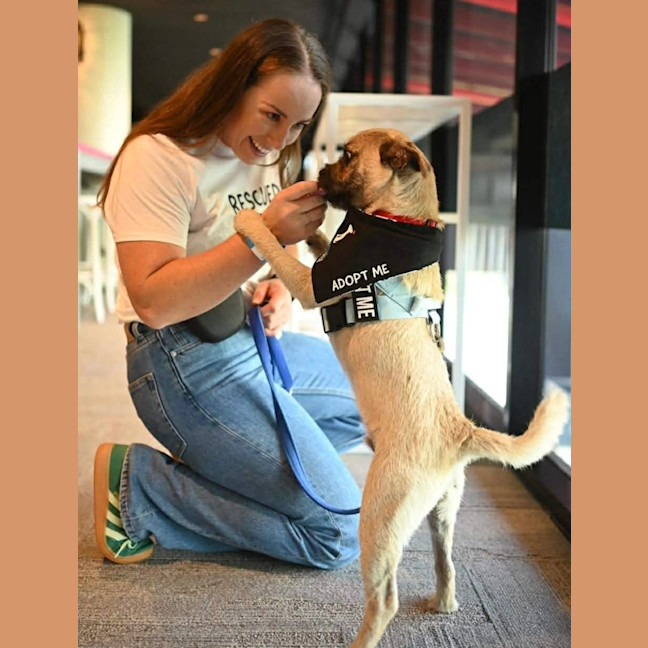 Photo of Frankie   6 Month Old Pug X Terrier