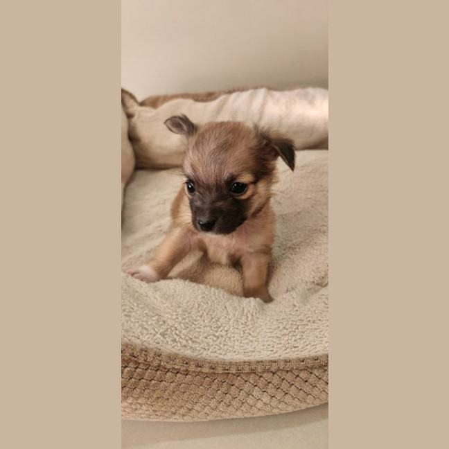 Photo of Mc Kenzie   6 Week Old Maltese X