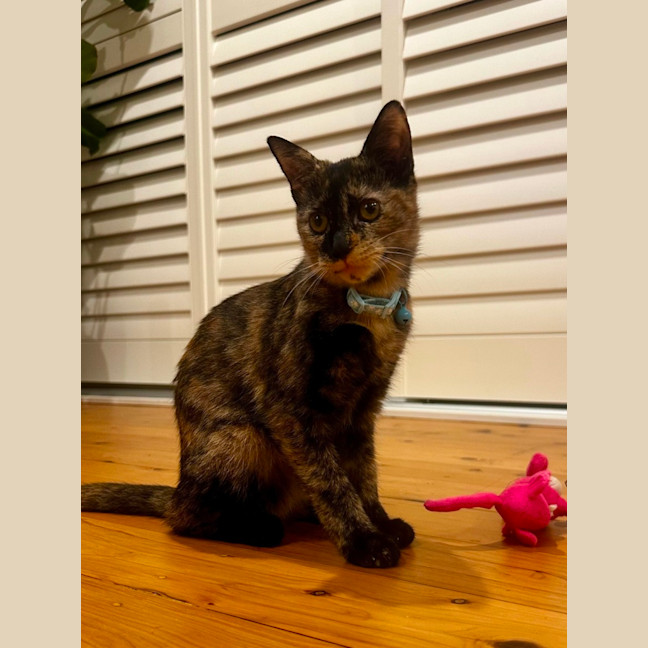 Photo of Chai