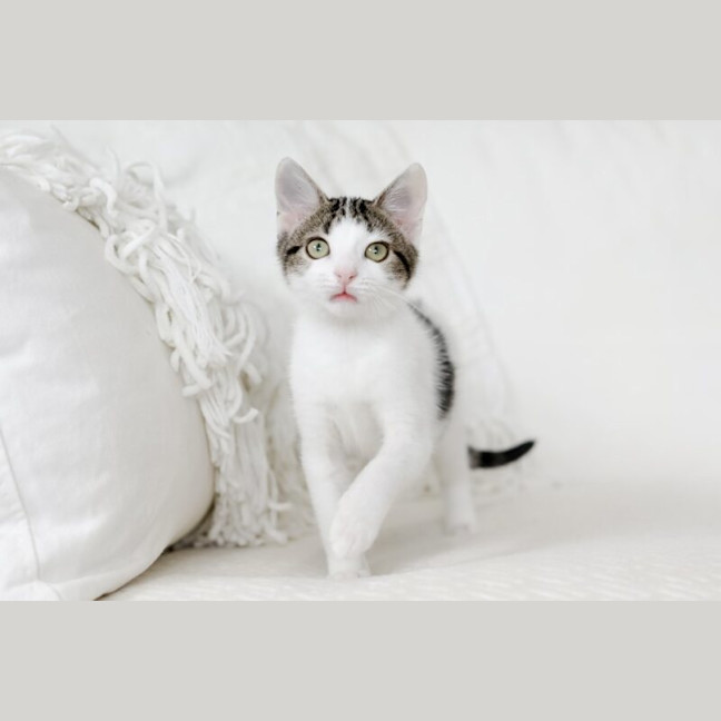 Photo of Goji