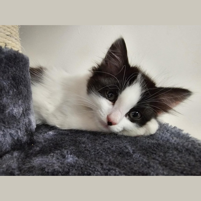 Photo of Pepper Meet Me@Petstock Hastings Store