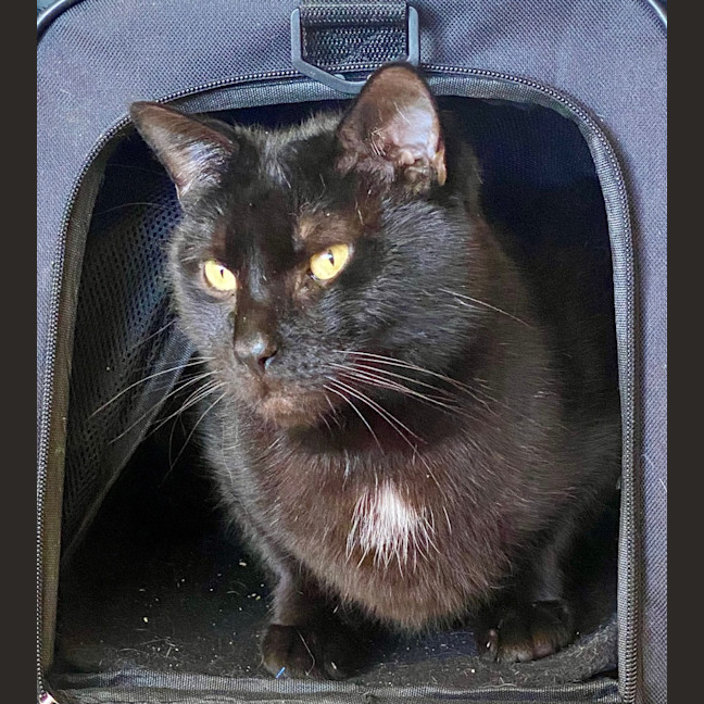 Photo of Batman Black