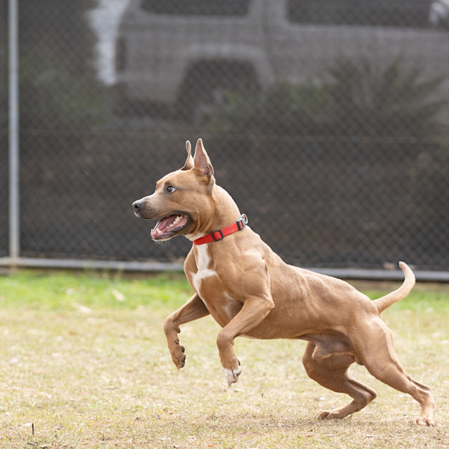 Photo of Boof