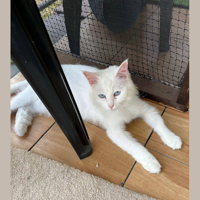 Photo of Sora