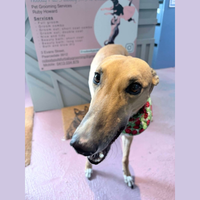 Photo of Cindy Lou Who