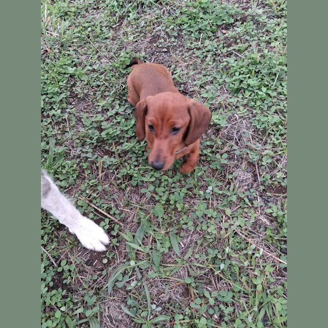 Photo of Wiggles