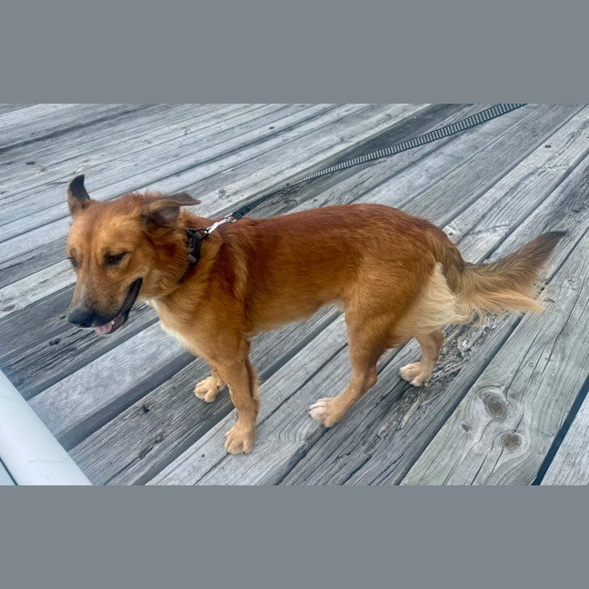 Photo of Krypto