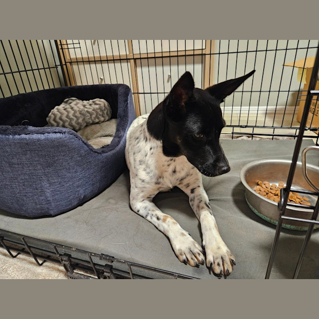 Photo of Shelby