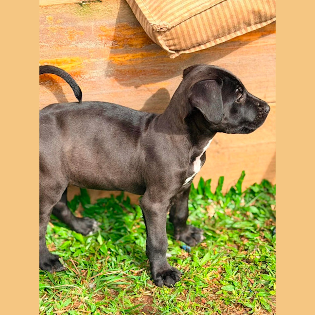 Photo of Mastiff