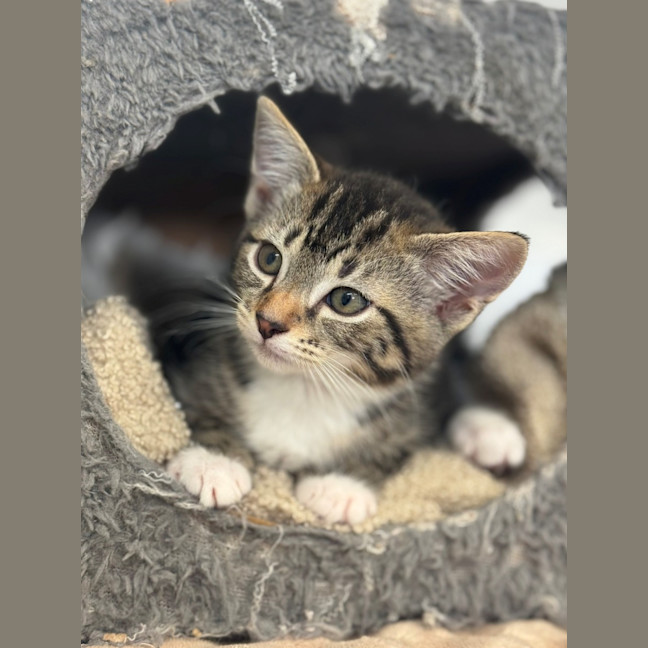 Photo of Dax
