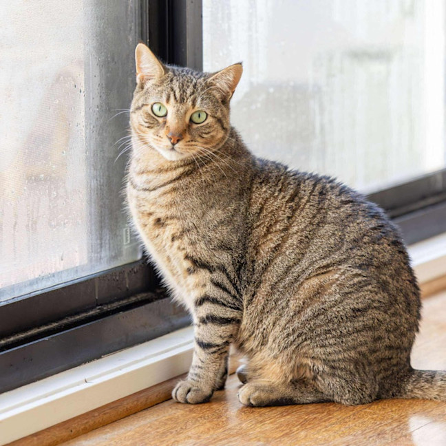 Photo of Liam & Lalo   In Foster Care In Ascot Vale